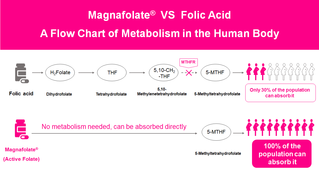 Ett flödesschema över metabolism i människokroppen, Active Folate VS Folic Acid