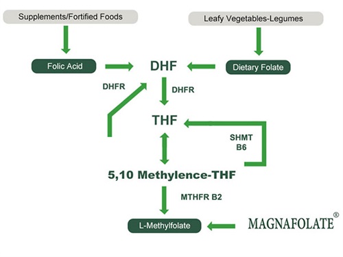 Folat, folsyra och L Methylfolate för hälsofördelar
