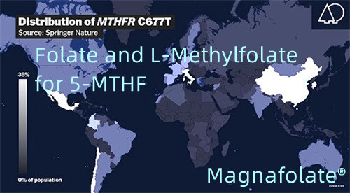 Folat och L-metylfolat för 5-MTHF