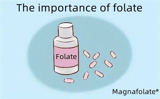 Vikten av folat-magnafolat
