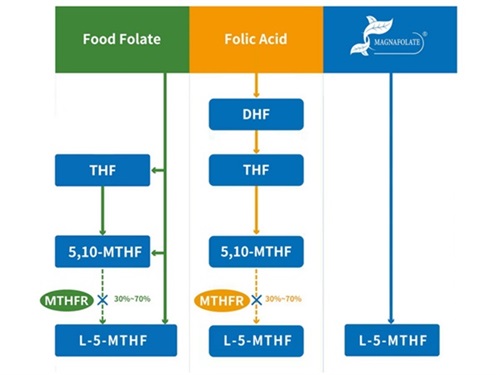 Kalcium L-5-metyltetrahydrofolat VS folsyra